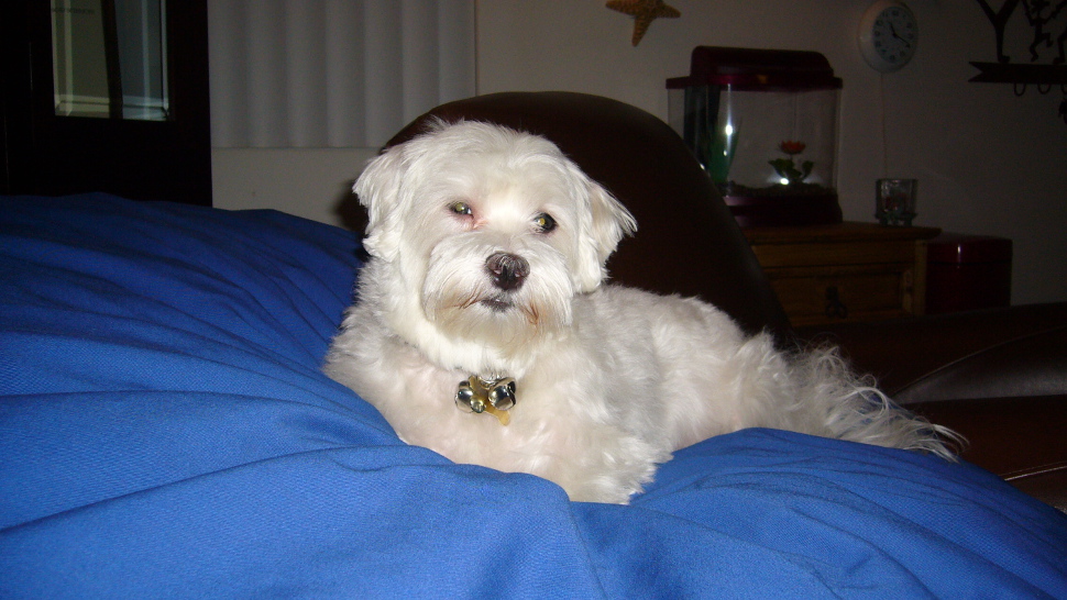 Koko the dog
